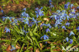 Siberian Saxifrage (Scilla siberica)