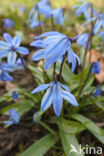 Oosterse sterhyacint (Scilla siberica)