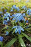 Oosterse sterhyacint (Scilla siberica)