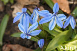 Siberian Saxifrage (Scilla siberica)