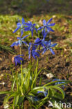 Siberian Saxifrage (Scilla siberica)