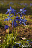 Oosterse sterhyacint (Scilla siberica)