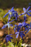 Siberian Saxifrage (Scilla siberica)