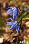 Siberian Saxifrage (Scilla siberica)