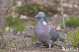 Houtduif (Columba palumbus)