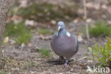 Houtduif (Columba palumbus)