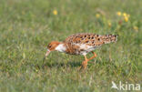 Kemphaan (Philomachus pugnax)