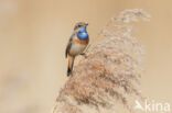 Blauwborst (Luscinia svecica)