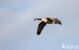 Canadese Gans (Branta canadensis)