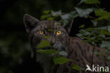 Euraziatische lynx (Lynx lynx)