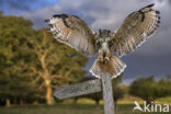 Eurasian Eagle-Owl (Bubo bubo)