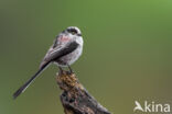 Long-tailed Tit (Aegithalos caudatus)