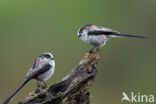 Long-tailed Tit (Aegithalos caudatus)