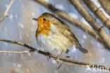 European Robin (Erithacus rubecula)