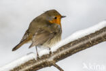 European Robin (Erithacus rubecula)