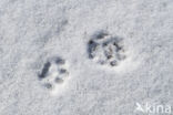 Stoat (Mustela erminea)