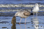 Herring Gull (Larus argentatus)