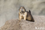 Zwartstaartprairiehond (Cynomys ludovicianus)