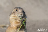 Black-tailed Prairie Dog (Cynomys ludovicianus)