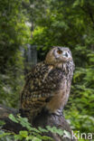 Rock Eagle-Owl (Bubo bengalensis)