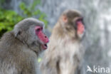 Japanse makaak (Macaca fuscata)