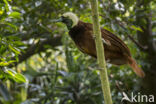 Grote Paradijsvogel (Paradisaea apoda)