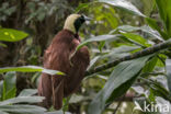 Grote Paradijsvogel (Paradisaea apoda)