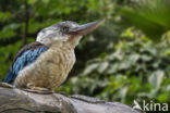 Blue-Winged Kookaburra (Dacelo leachii)