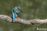 IJsvogel (Alcedo atthis)