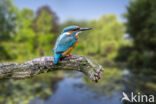 Kingfisher (Alcedo atthis)