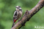 Great Spotted Woodpecker (Dendrocopos major)