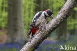 Great Spotted Woodpecker (Dendrocopos major)