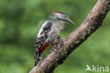 Great Spotted Woodpecker (Dendrocopos major)