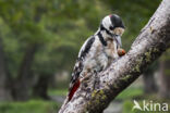 Grote Bonte Specht (Dendrocopos major)