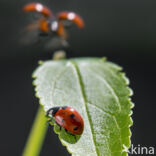 Zevenstippelig lieveheersbeestje (Coccinella septempunctata