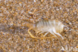 Sand hopper (Talitrus saltator)