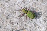 Groene zandloopkever (Cicindela campestris)