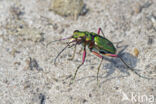 Groene zandloopkever (Cicindela campestris)