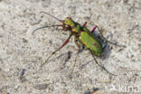 Groene zandloopkever (Cicindela campestris)