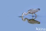 Grey Heron (Ardea cinerea)