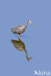 Grey Heron (Ardea cinerea)