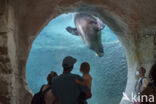 Walrus (Odobenus rosmarus)