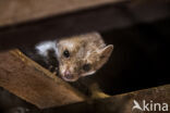 Beech Marten (Martes foina)