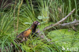 Polecat (Mustela putorius)