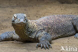 Komodo Island Monitor