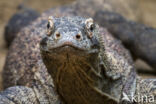 Komodovaraan (Varanus komodoensis)