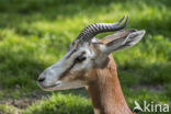 Dama gazelle