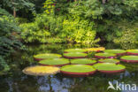 Giant waterlily (Victoria regia