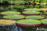 Giant waterlily (Victoria regia