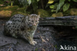 Fishing cat (Prionailurus viverrinus)